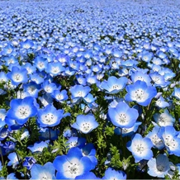 Meet your Posher, Asami - Picture 1 of 1